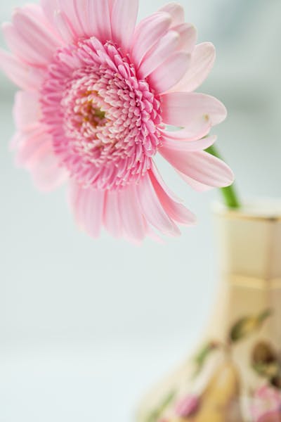 Flower Pink Photos, Download The BEST Free Flower Pink Stock Photos ...