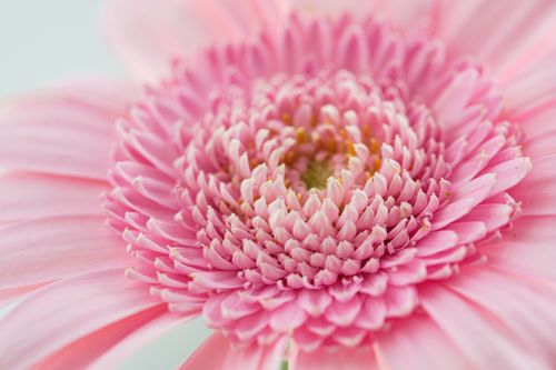 Free Delicate pink Gerbera flower captured in stunning detail, showcasing its vibrant beauty. Stock Photo