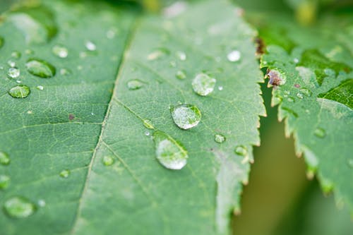 Close-up of Raindrops on Green Leaves 