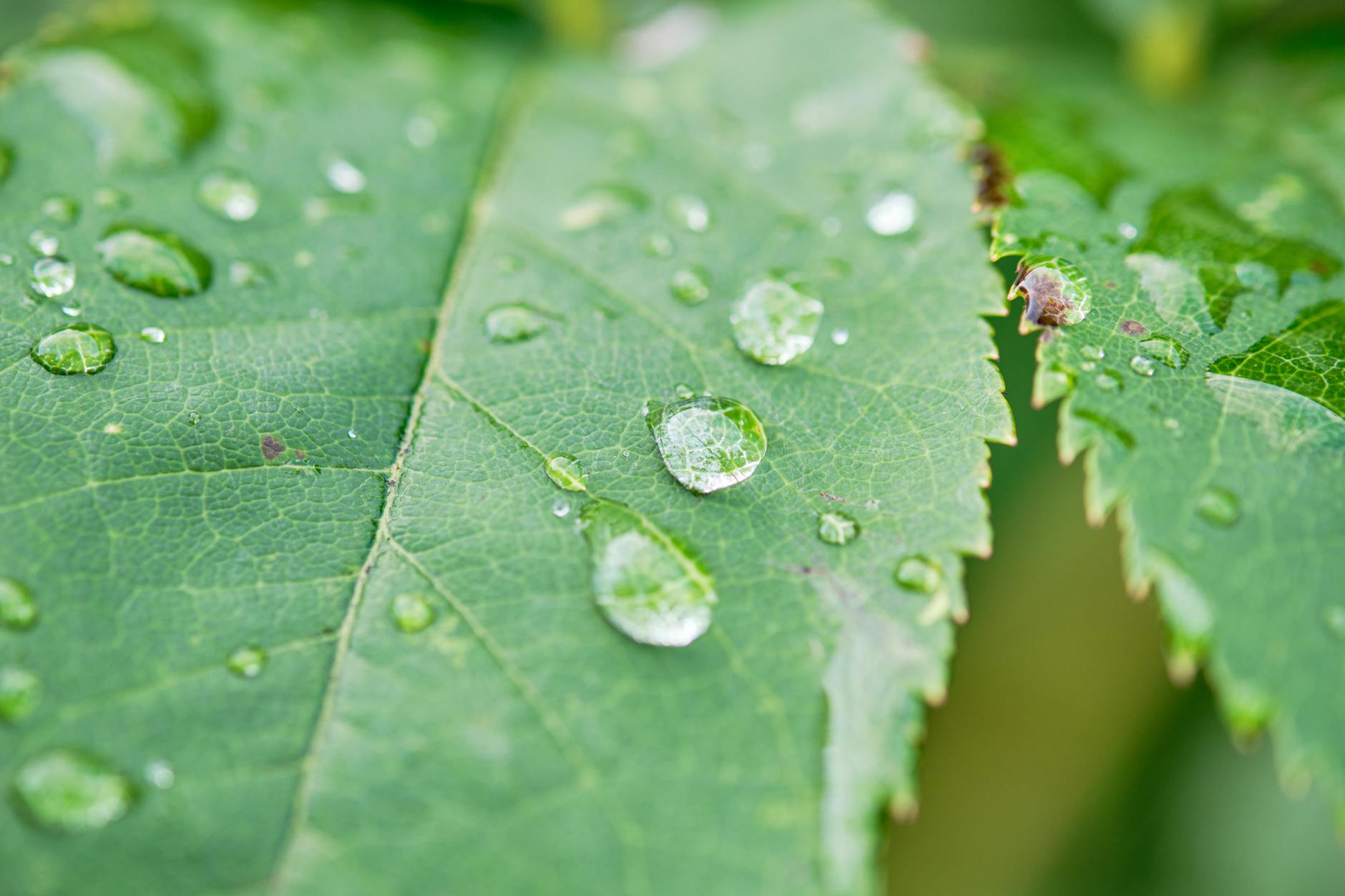 gardening secateurs clean UK
