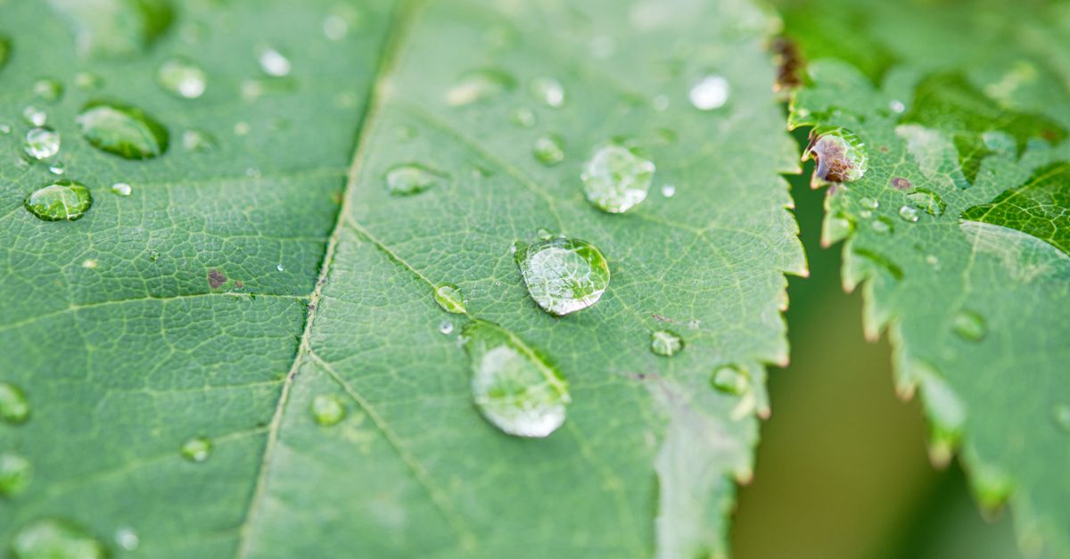 Guide complet du récupérateur d’eau de pluie : bien installer et utiliser chez soi