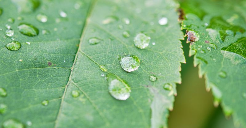 Guide complet du récupérateur d’eau de pluie : bien installer et utiliser chez soi