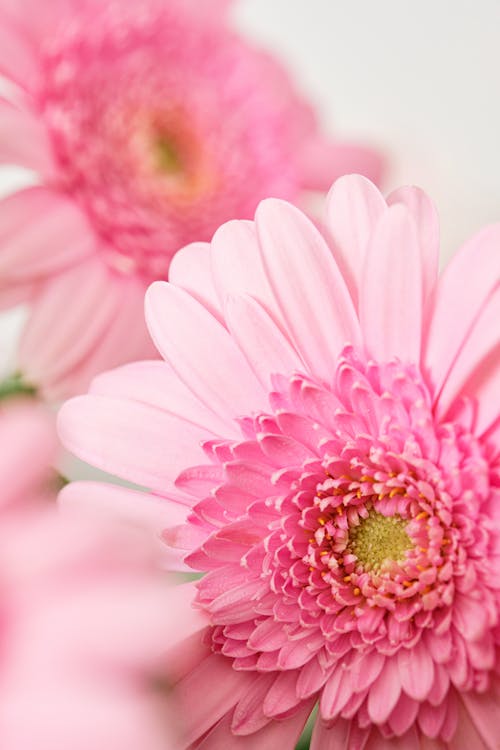 Foto profissional grátis de cor-de-rosa, fechar-se, flores