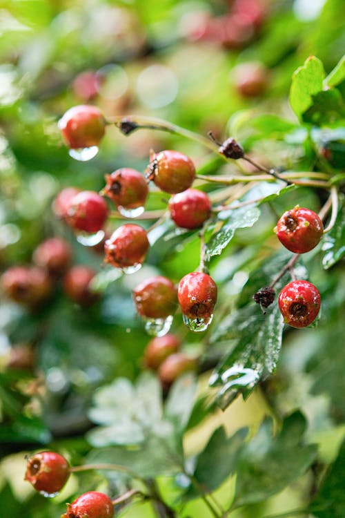 Raindrops on Rose Hips