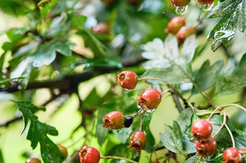 Raindrops on Leaves and Rose Hips