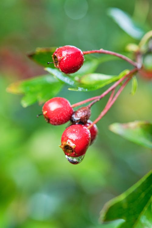 Close-up of Red Hawthorn Berries 