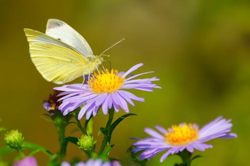 Butterfly on Flowers