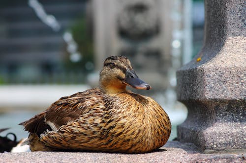 Close-up of a Duck Sitting on a Wall 