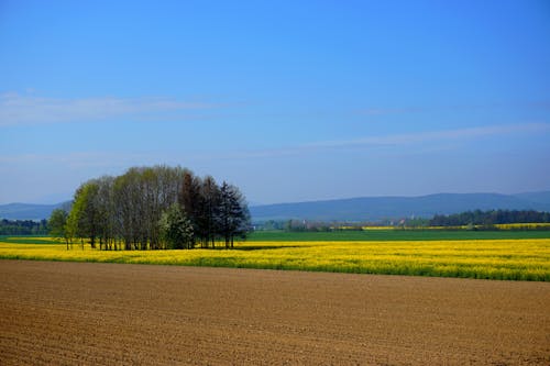 Gratis lagerfoto af blå himmel, gård, gule blomster Lagerfoto