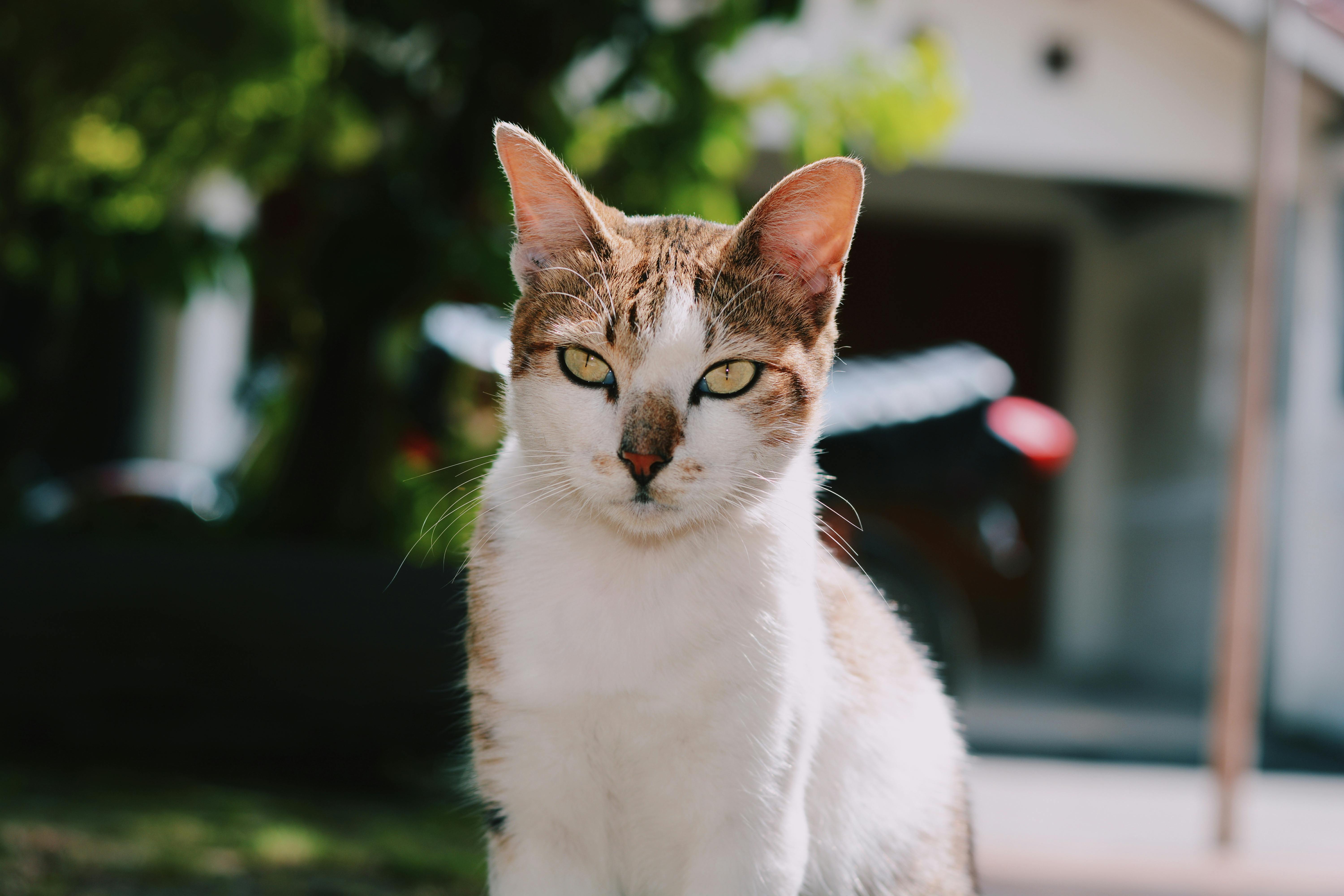 brown black and white tabby cat