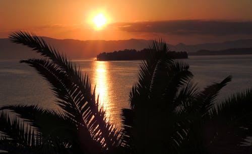 反射, 日出, 棕櫚樹 的 免费素材图片