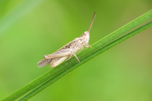 Gratis arkivbilde med bakgrunnsbilde, blad, dyrefotografering