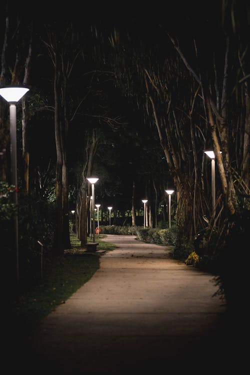 Foto profissional grátis de caminho, iluminado por trás, lampiões