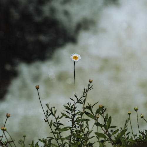 Close-up of Delicate Wildflowers 