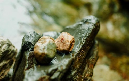 Free Close-up of wet, eroded stones on a dark, textured rock outdoors. Stock Photo