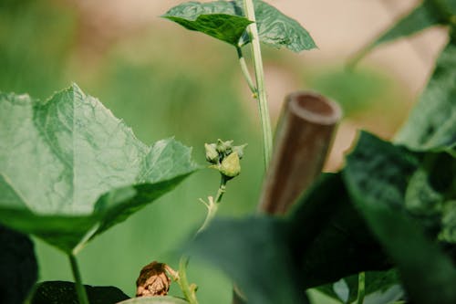 Close-up of Green Leaves and a Bud of a Vegetable 