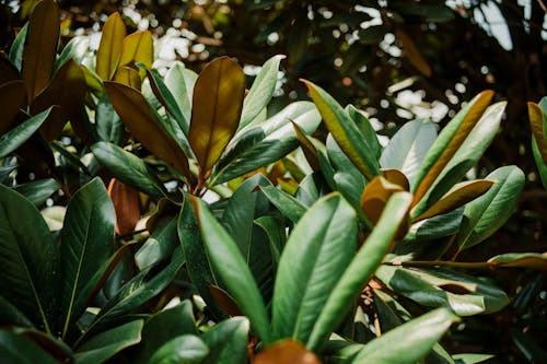 나뭇잎, 녹색, 신선한의 무료 스톡 사진