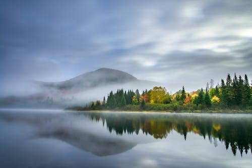 Evergreen Forest by Lake