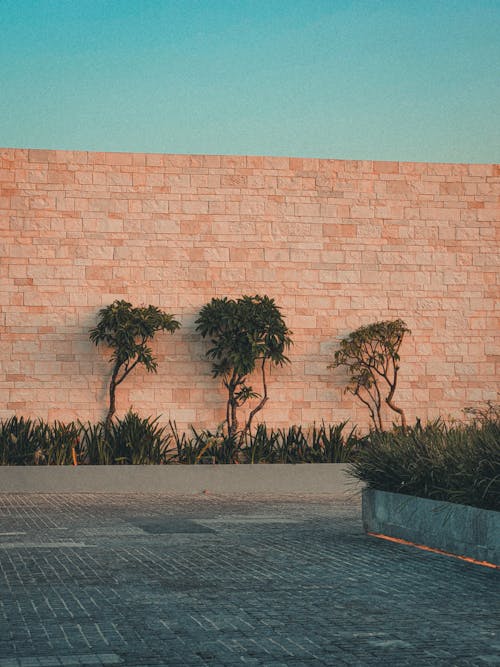 Trees by Stone Wall