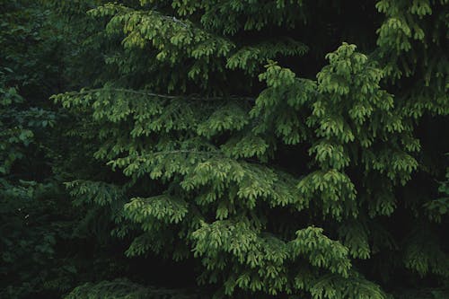Evergreen Trees in Forest