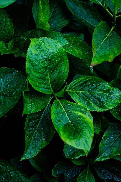 Free Close-up of fresh green leaves with dewdrops, capturing the essence of nature's beauty. Stock Photo