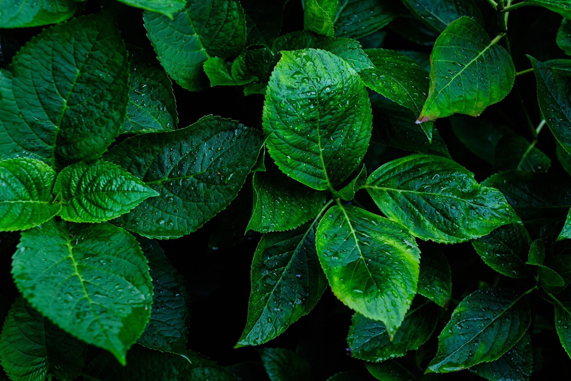 sooty mold on plant leaves UK