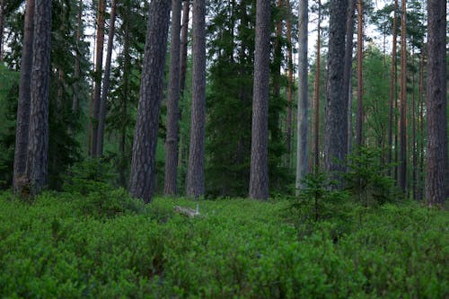Evergreen Forest in Nature