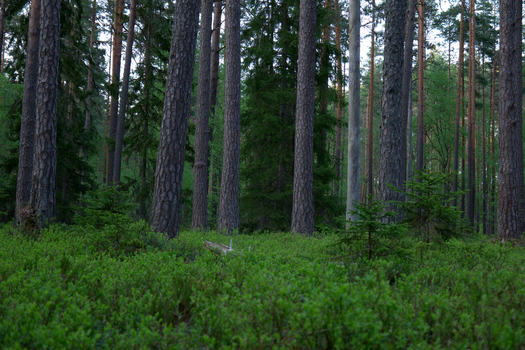 Tranquil evergreen forest with tall, majestic pines and lush greenery.