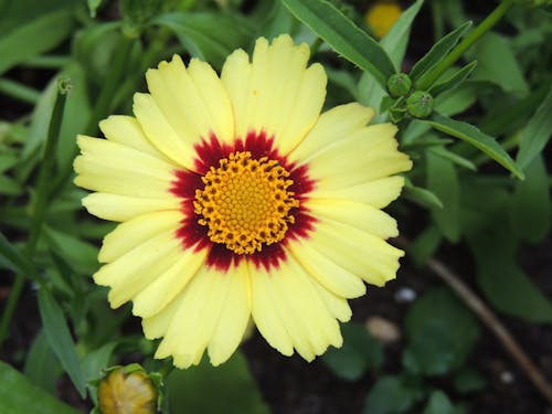 Daisy with Bright Yellow Petals 