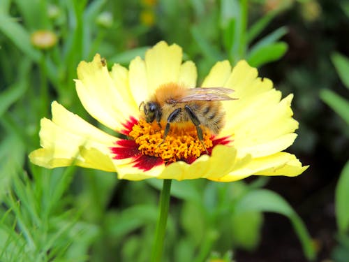 Kostenloses Stock Foto zu biene, blume, blütenblätter