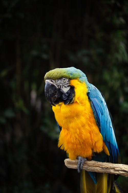 Darmowe zdjęcie z galerii z ara, fotografia zwierzęcia, kolorowy
