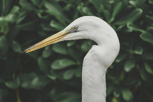Immagine gratuita di a collo lungo, aggraziato, airone