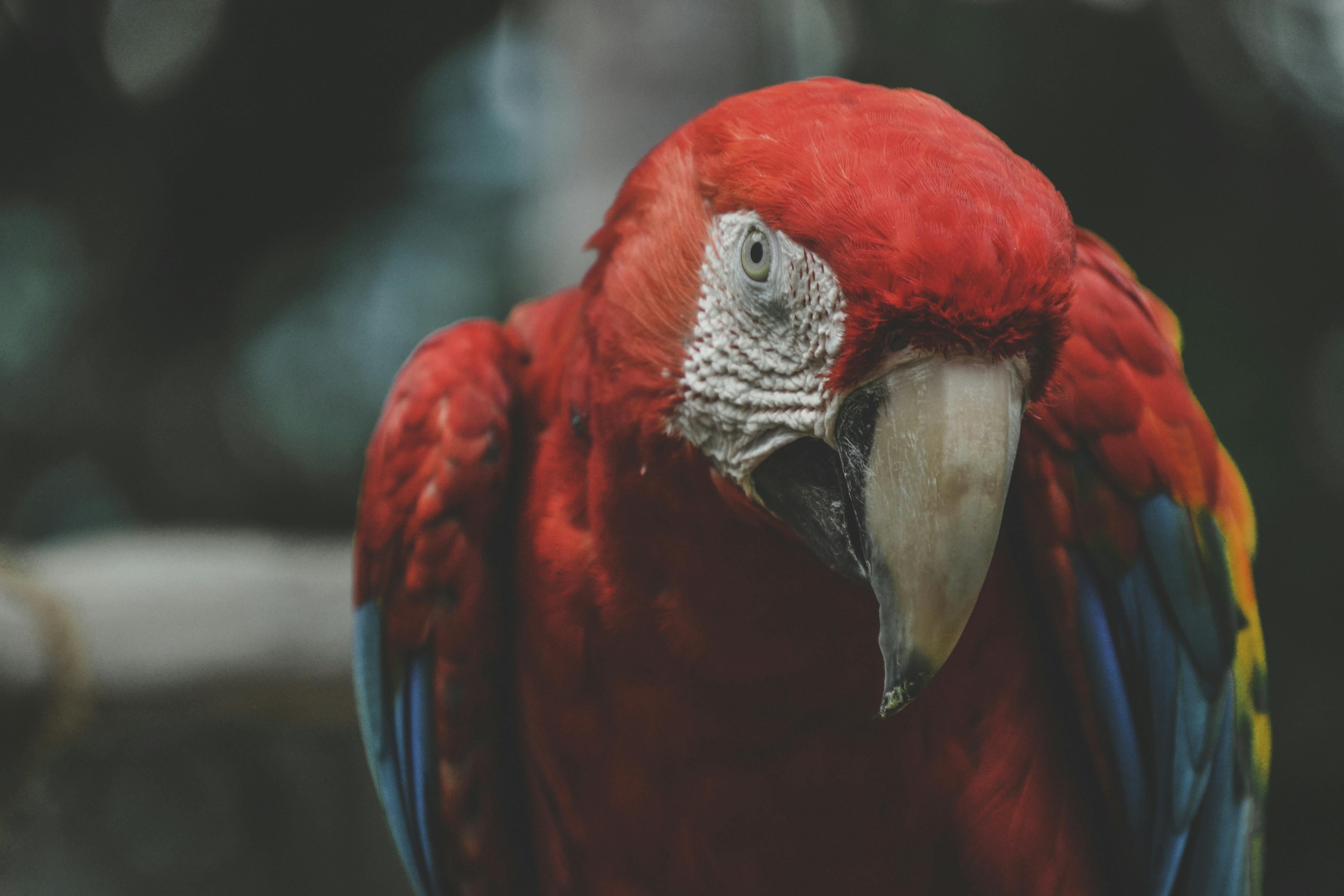 50 Common Birds Of North America