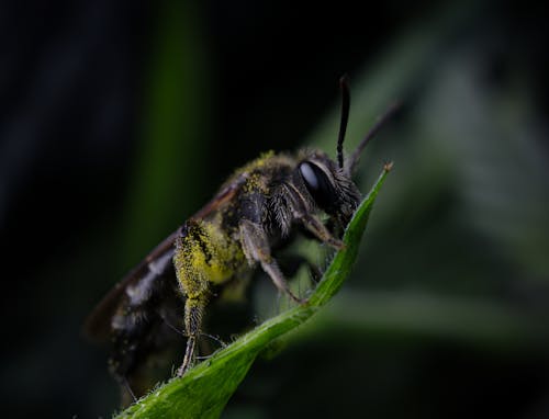 Imagine de stoc gratuită din albină, antene, close-up extrem
