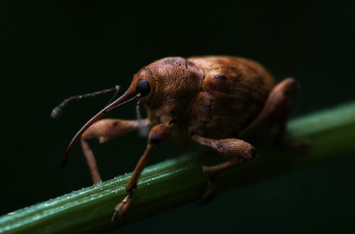 Δωρεάν στοκ φωτογραφιών με beetle, επιλεκτική εστίαση, μαμούνι