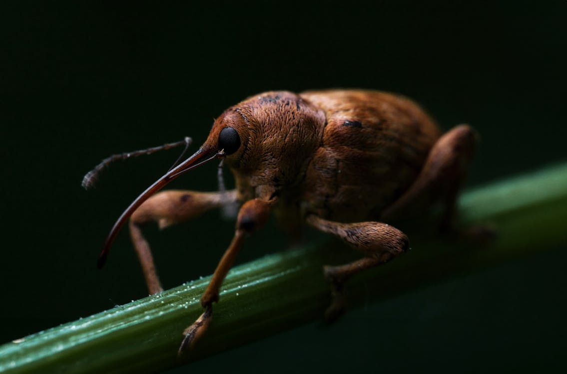 Imagine de stoc gratuită din automobil beetle, focalizare selectivă, fotografie cu animale sălbatice