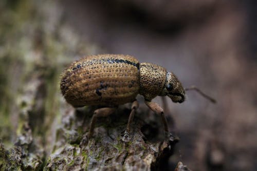 Бесплатное стоковое фото с beetle, выборочный фокус, природа