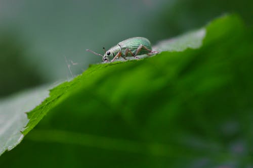 Bug on Leaf