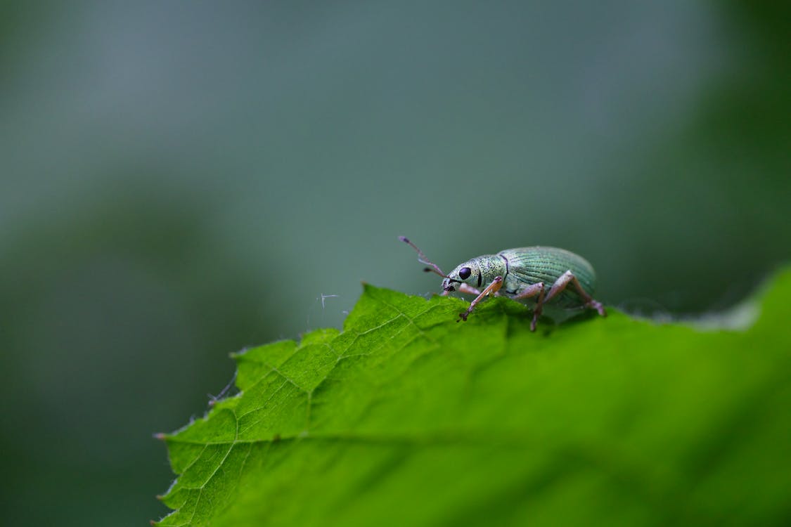 Imagine de stoc gratuită din automobil beetle, cărăbuș, focalizare selectivă