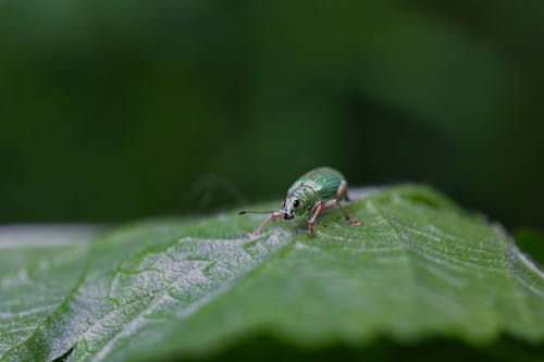 녹색 배경, 동물 사진, 벌레의 무료 스톡 사진