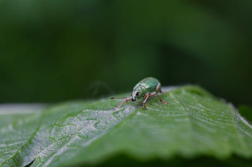 Bug on Leaf