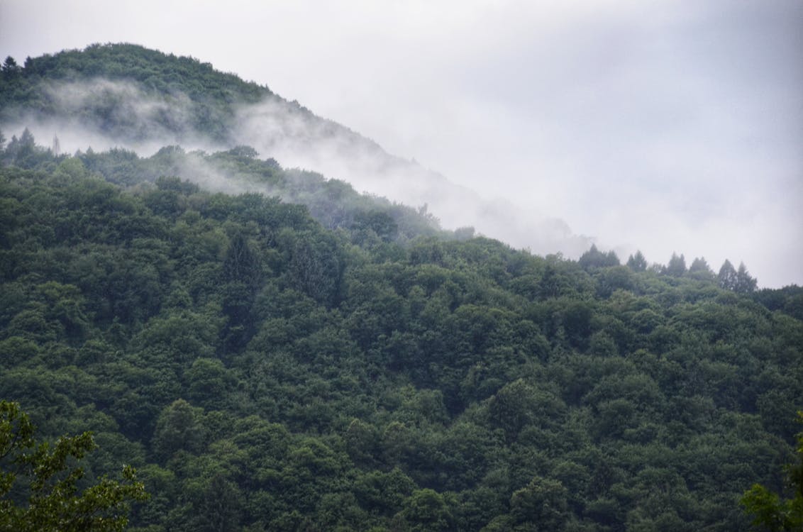 Deep, Green Forest