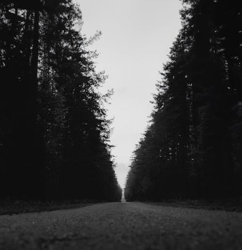 Empty Road in Forest in Black and White