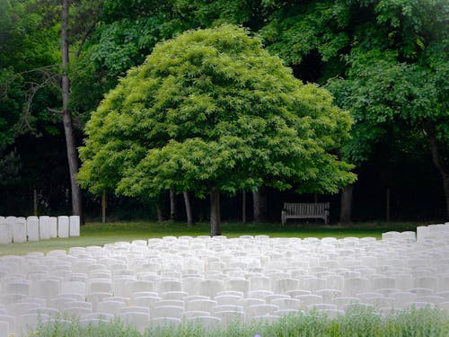 Kostenloses Stock Foto zu bäume, friedhof, grabsteine