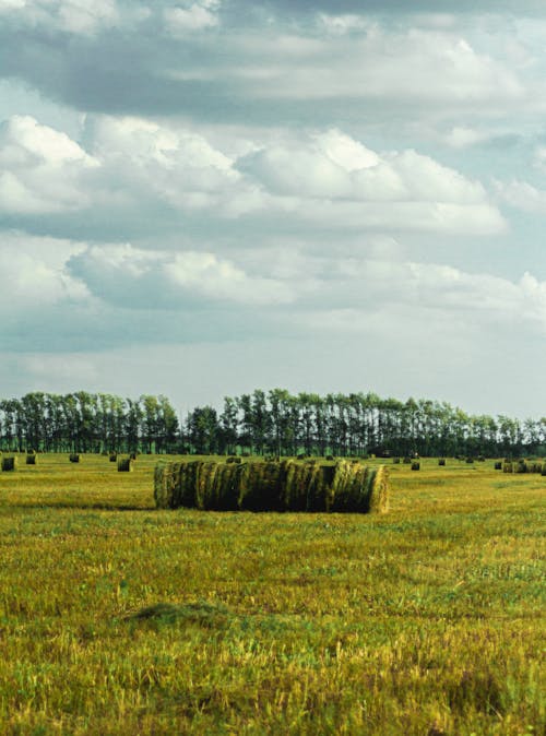 Hay Bales on Field