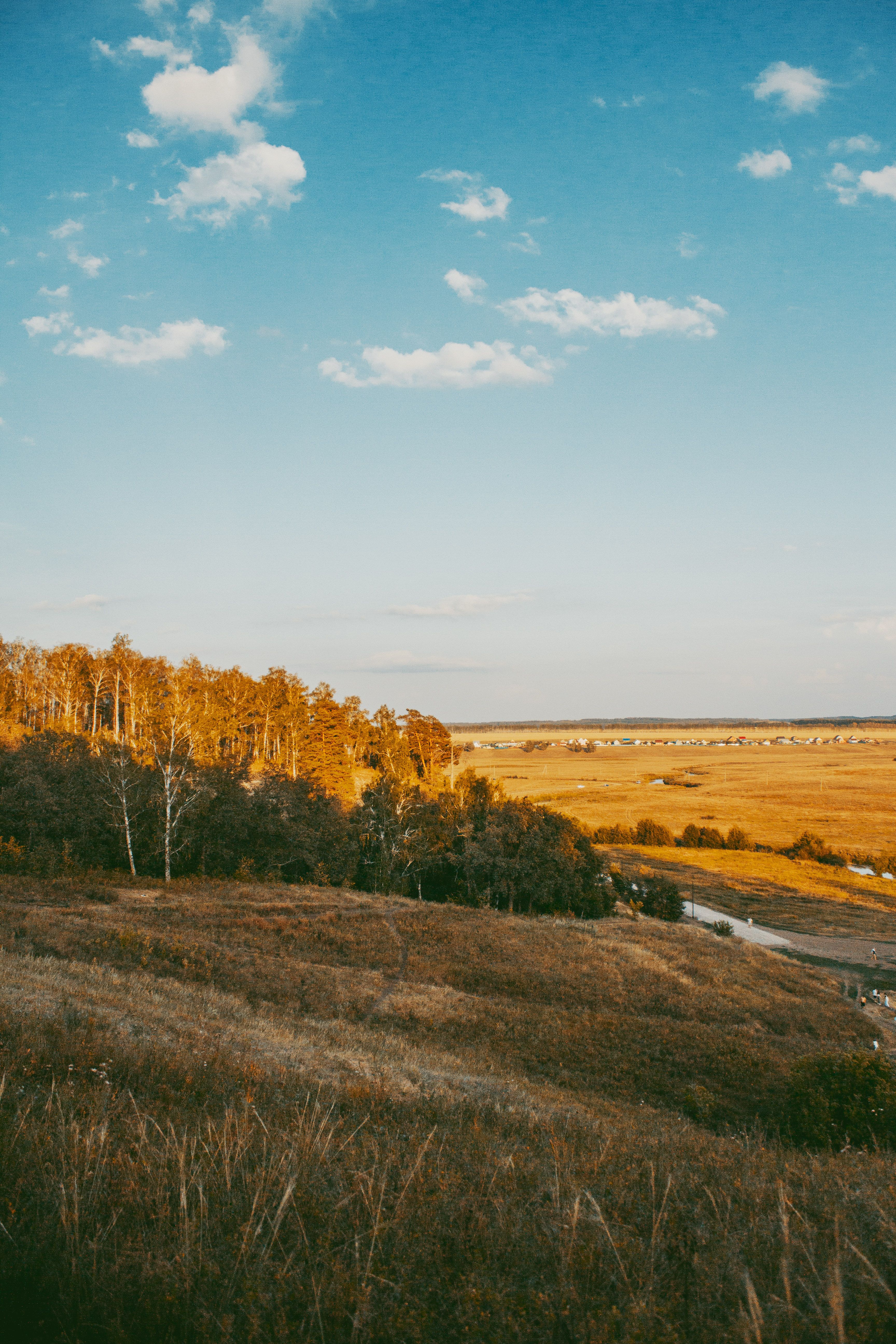 Green Trees Under White Clouds · Free Stock Photo