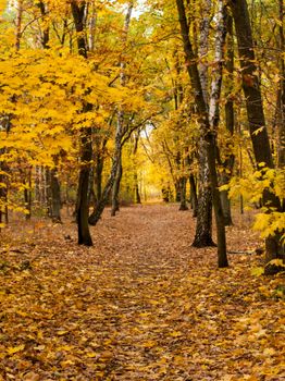 Autumn forest scene with yellow leaves and a serene footpath leading through the woods.