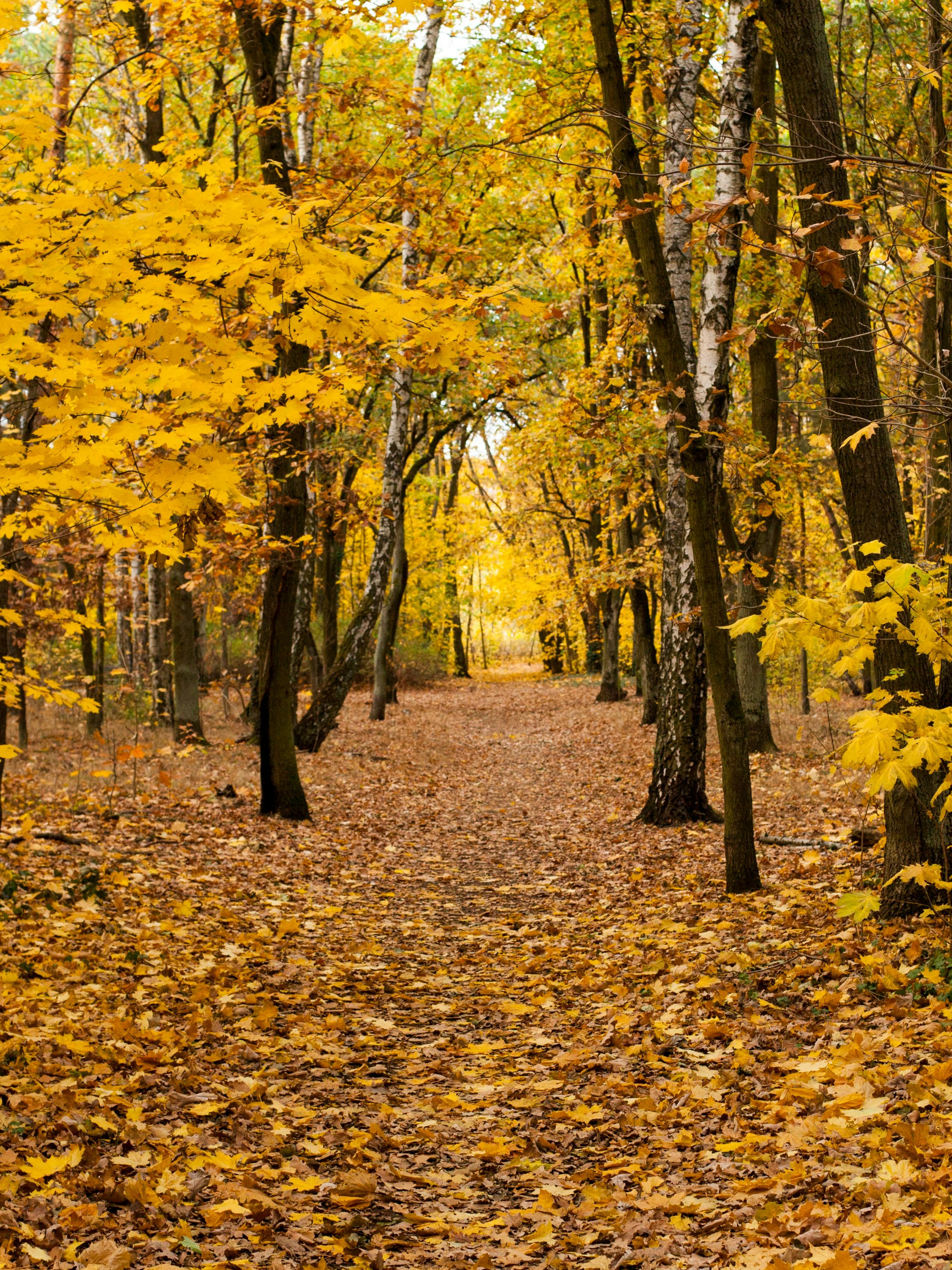 Tree Trunks Photos, Download The BEST Free Tree Trunks Stock Photos ...