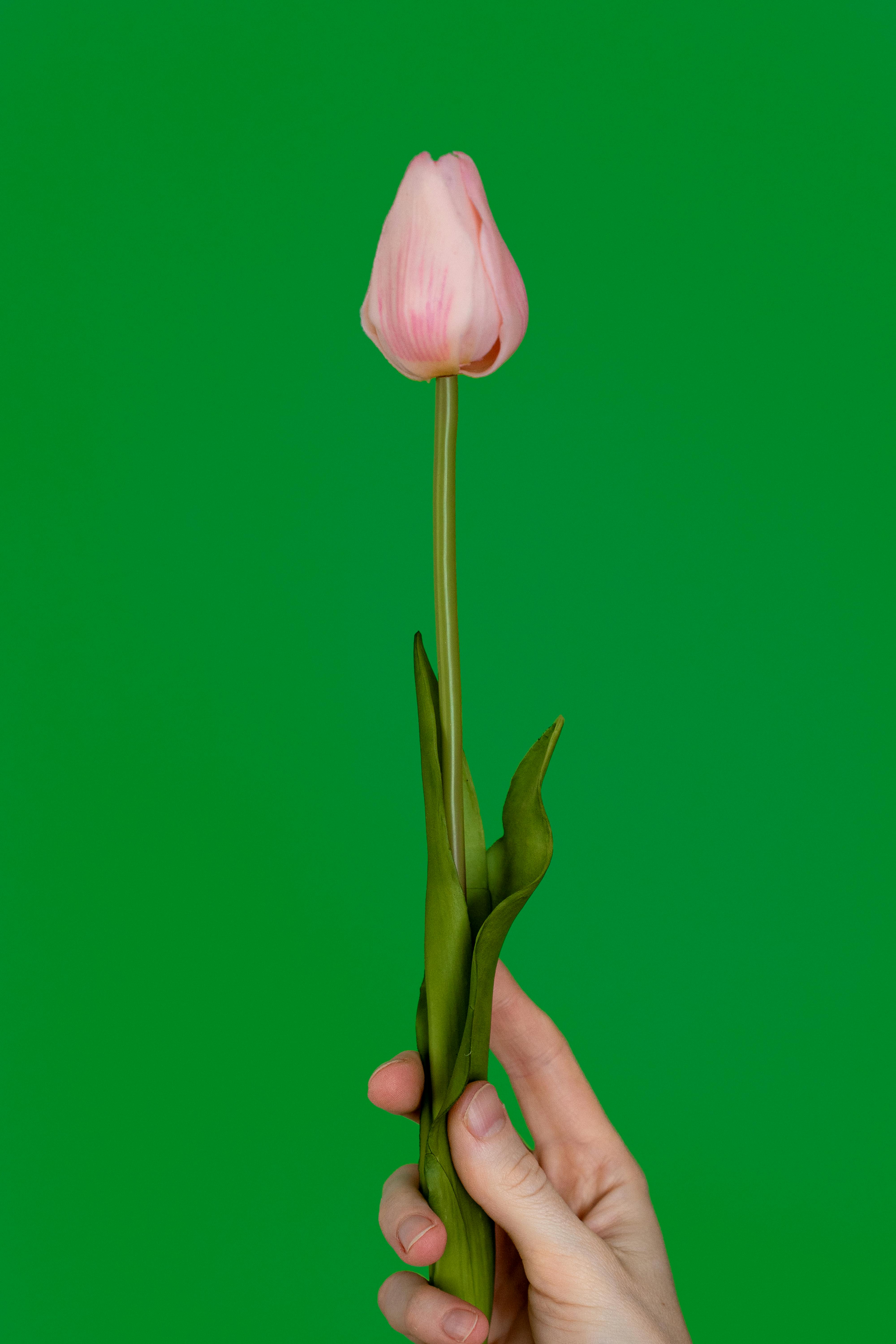 A hand holding a delicate pink tulip against a vibrant green background in a vertical composition.