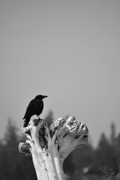 Free Black bird perched on a tree stump in a monochrome nature setting. Ideal for wildlife photography enthusiasts. Stock Photo